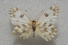 Pontia chloridice