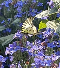 Graphium antiphates