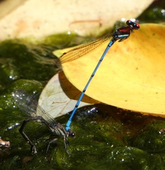 Argia cupraurea