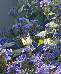Graphium antiphates