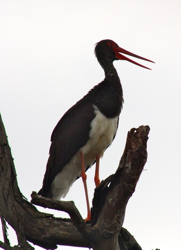 Ciconia nigra