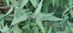 Sigesbeckia orientalis