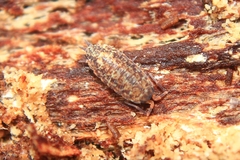 Porcellionides cingendus