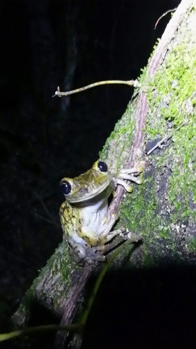 Trachycephalus nigromaculatus