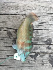 Pseudolabrus luculentus