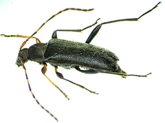 Grammoptera ruficornis