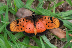 Acraea natalica
