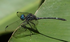 Dythemis nigra