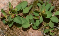 Euphorbia falcata