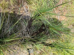 Xerophyta retinervis