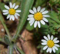 Bellis annua microcephala