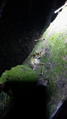 Trachycephalus nigromaculatus