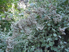 Helichrysum petiolare