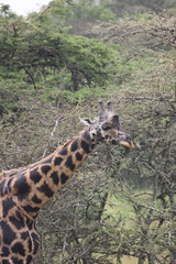 Giraffa camelopardalis rothschildi