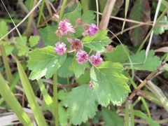 Rubus parvifolius
