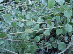 Helichrysum petiolare
