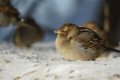 Passer domesticus