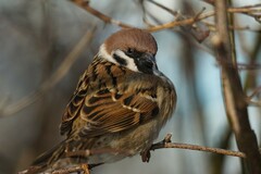 Passer montanus