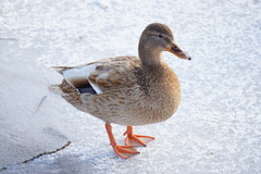 Anas platyrhynchos