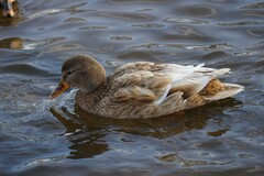 Anas platyrhynchos