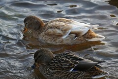 Anas platyrhynchos