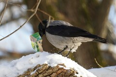 Corvus cornix