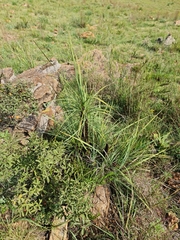 Xerophyta retinervis