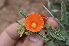 Sphaeralcea hastulata
