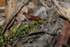 Hibbertia empetrifolia