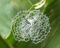 Argiope submaronica