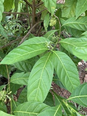 Morinda
