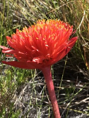 Haemanthus