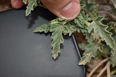 Sphaeralcea hastulata