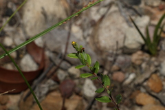 Hibbertia empetrifolia