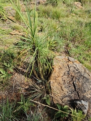 Xerophyta retinervis