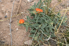 Sphaeralcea hastulata