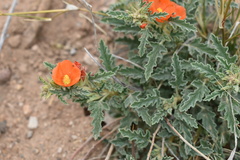 Sphaeralcea hastulata