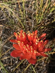 Haemanthus
