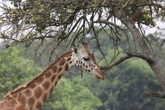 Giraffa camelopardalis rothschildi