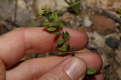 Hibbertia empetrifolia