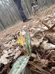 Erythronium