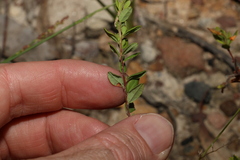 Hibbertia empetrifolia