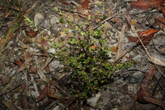 Hibbertia empetrifolia