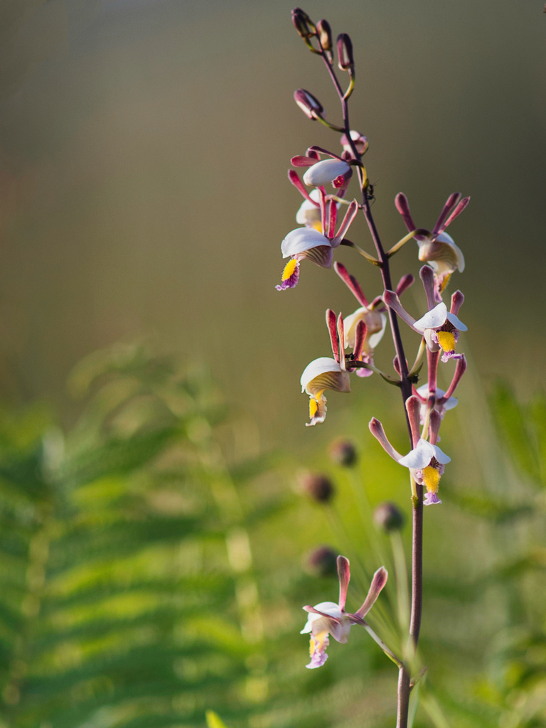 Eulophia caricifolia