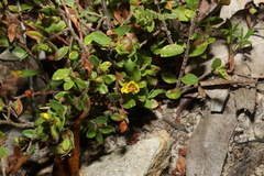 Hibbertia empetrifolia