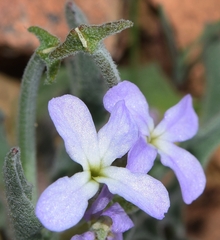 Matthiola parviflora