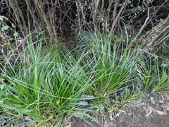 Carex raoulii