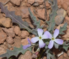 Matthiola parviflora
