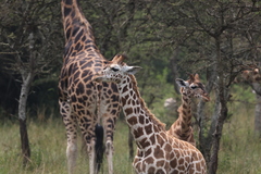 Giraffa camelopardalis rothschildi