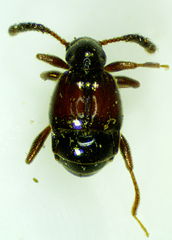 Pselaphinae